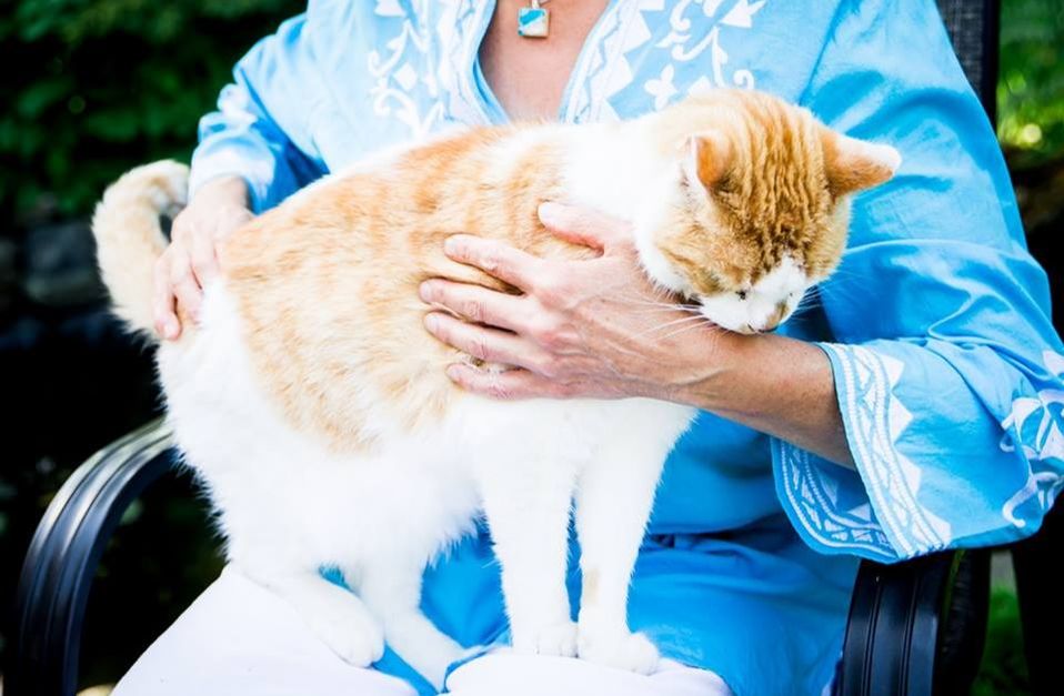 Cats and other pets can receive energy healing and Bowen therapy too